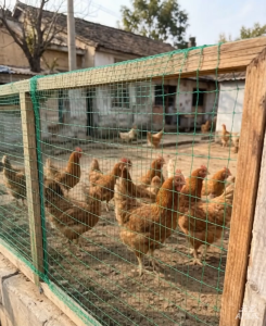 Chicken Net Fence Net Free Range Chicken Net for Poultry Outdoor Fishing 1.8m*20m/50m/100m