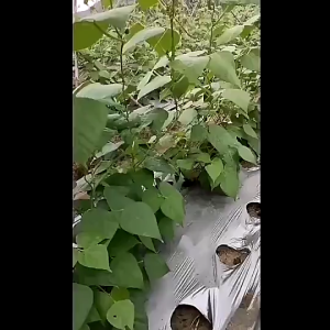 2M X 100M Plant Climbing Net Reusable Nylon Cucumber Vegetables Trellis Net Flowers Vegetable Planting