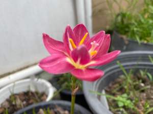 013.หัวดอกบัวดิน รุ่งศิลา หัวละ 40 บาท ดอกหอม