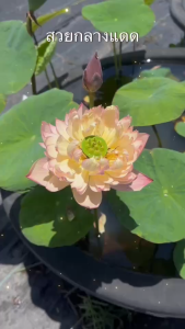 บัวหลวง Jinse "จิ๋นซี" บัวหลวงนำเข้าจากต่างประเทศ ต้นขนาดเล็ก สีส้มสดใส ปลูกง่าย เสริมมงคลโชคลาภ ยิ่งใหญ่