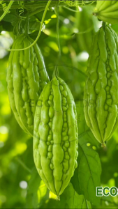 [EcoSeeds] Combo 2 Gói Hạt Giống Khổ Qua F1 (Mướp Đắng Khổ Qua Lai) - Kháng Bệnh Tốt - Gói 2g