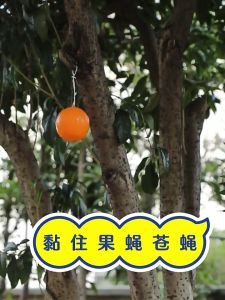 [Winnereco] Treo bẫy ruồi kiểm soát dịch hại bóng ruồi giấm Catcher 8cm dính bẫy Gnat cho nhà ngoài trời nhà bếp nhà máy