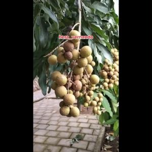 Bibit Kelengkeng New Kristal Super Hasil Okulasi Cepat Berbuah