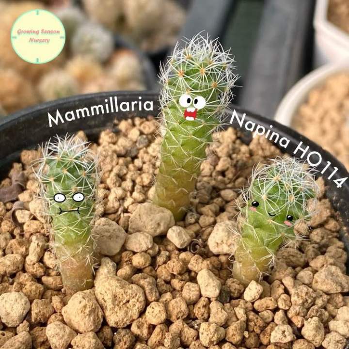 MAMM33] Mammillaria Napina HO114        | Lazada.co.th