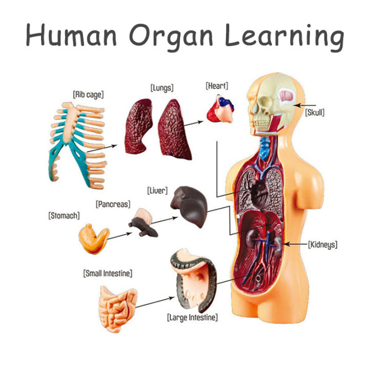 DIY Mannequin 3D Human Body Model Torso Model Educational Assembly ...