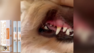 แปรงทำความสะอาดฟันสัตว์เลี้ยง ปากกาแปรงสีฟันสำหรับสัตว์เลี้ยง 2in สะอาดฟอกสีฟันลบแคลคูลัสทางทันตกรรม