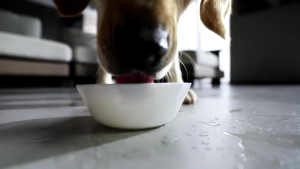 Pet Fountain Water Dispenser Wireless Dog Water Dispenser Automatic Dog Water Dispenser