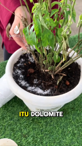 Kapur Pertanian Dolomite (Ground Magnesium Limestone) GML for Gardening and Agriculture 1.5kg 白云石粉 SHS Kebun