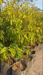 Bibit Durian Ochee Super