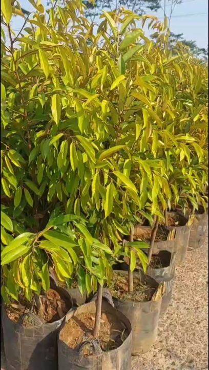 Bibit Durian Ochee Super