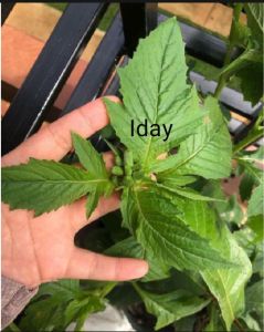 Bibit sintrong lalap segar 20 bibit tanaman herbal PAKET HEMAT