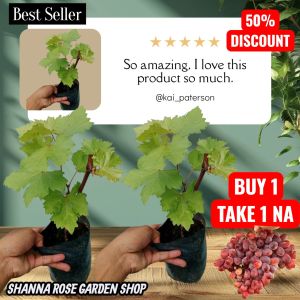 CARDINAL SEEDLING RED GRAPES LIVE PLANTS  MATAMIS ANG BUNGA AT MADALING BUHAYIN WITH FREEBIES PA