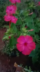 Twinsdaily | Bunga Pukul 4 Mirabilis Jalapa Warna Merah