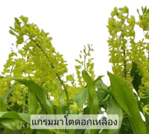 กล้วยไม้นิ้ว Grammatophyllum (ดอกเขียวเหลือง)