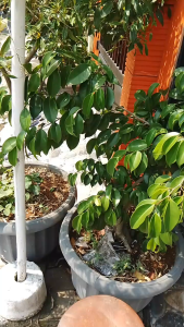 Alat Dapur Panci Tanah Liat Model Teflon Diameter 14 cm Kitchenware