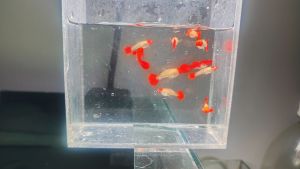 Albino Red Koi Guppy Trio (1 male 2 female) in clear container with water.