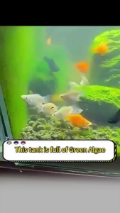 150pcs Aquarium Algae Remover / Fish Tank Cleaner / Safe For Fish Plants Aquatic Ecosystems / Pembersih Alga