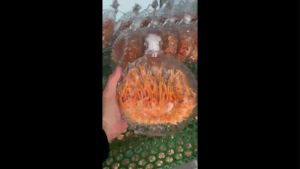 ĐÔNG TRÙNG HẠ THẢO TRÂM AN loại THƯỢNG HẠNG - Sinh Khối Tươi cấy chai XO 500ml đã NGÂM RƯỢU NHẤT