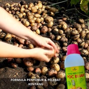 Pupuk Pembesar Umbi Kentang / Obat Kentang Pembesar Umbi Pupuk Penyubur Tanaman Kentang Booster Cair