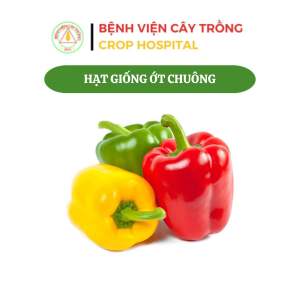 Hạt Giống Ớt Chuông