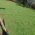 rumput peking/jepang 1 meter tanaman rumput hias halaman rumah. 