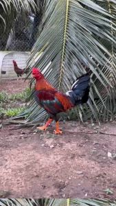 (Combo 2 lọ 100ml) REDCELL & KICKIN Vitamin Khoáng và Omega 6+3 nuôi gà Tơ vô chế độ cho thú cưng