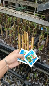 Mulberry Plant ROOTED AND CUTTINGS Fruit May Dahon for Outdoor Garden