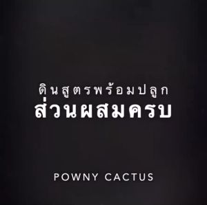 ดินปลูกแคคตัส หรือยังคุณต้องการดินปลูกที่ไหนดี? กรุณาเลือกคลิกที่นี่!