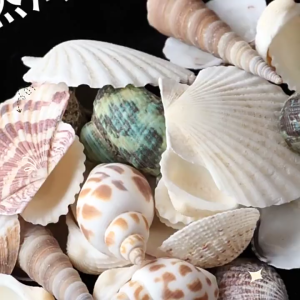 Yee Natural Sea Shells for Aquarium DIY Crafts Resin Art | Mixed Sizes (1–7cm) | 15g–1kg