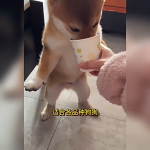 Pet deworming drugs宠物体内外驱虫药 猫咪狗狗 犬猫通用 for cats dogs and cats both inside and outside the body. Natural plant extracts are safe and easy to take