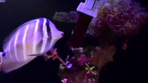 VastOcean Seaweed 2in1 50g (48 ชิ้น) สาหร่ายเขียวและสาหร่ายแดง อาหารปลาทะเล เสริมโปรตีน เพิ่มสี เพิ่มภูมิคุ้มกัน