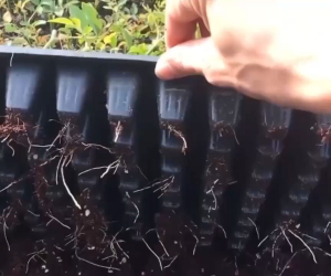 *ค่าส่งถูก* 10pcs ถาดเพาะกล้า ถาดเพาะชำ ถาดเพาะต้นกล้า ถาดเพาะต้นอ่อน ถาดเพาะเมล็ด ถาดเพาะปลูกผัก 50หลุม 72หลุม 105หลุม 200หลุม เมล็ด เมล็ดพันธุ์