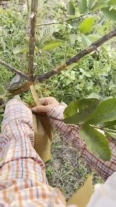 【จัดส่งจากกรุงเทพ】ขนาด20X30 20X25 ถุงห่อผลไม้ กระดาษห่อฝรั่ง มีประมาณ 1000 แผ่น ถุงห่อฝรั่ง ถุงห่อมะม่วง คาร์บอนขนาด เหนียว กันเเดด กันฝน กันแมลงและนก แข็งแรงทนทาน ได้เป็นอย่างดี