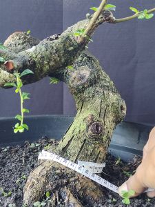 bonsai hokianti meliuk