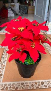 bunga Natal dekorasi Natal  bunga poinsettia  ada 10 kuntum berikut pot bunga  kastuba   merah