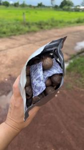 B-Garlic 500 กระเทียมดำ 500 กรัม 250 กรัม 100 กรัม 20 กรัม