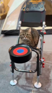 ต็นท์cfx รุ่นเก้าอี้ตกปลา พับอเนกประสงค์ ปรับเอนหลัง ปรับขาได้ อลูมิเนียม มีกระเป๋าสะพาย