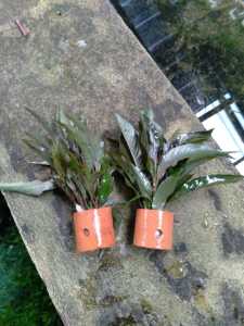 hygrophila corymbosa media pot tanaman aquascape