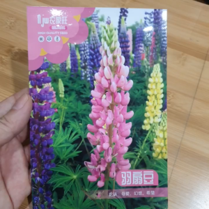 Gói 20 hạt giống hoa đậu Lupin nhiều màu - Hoang My food and beauty