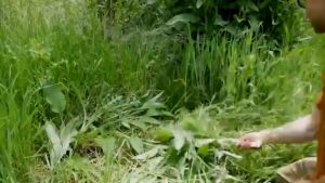 Sabit Rumput Dengan Pemegang Kayu GRASS SICKLE COME WITH WOOD HANDLE