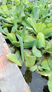 CÂY BÈO TAI TƯỢNG (Mua 1 tặng 1) – LỌC NƯỚC TỰ NHIÊN TRANG TRÍ HỒ NON BỘ