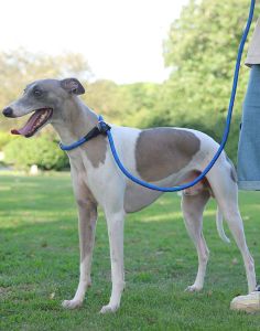 สายจูงสุนัขเชือกลากสายจูงฝึกสุนัข1ชิ้นสายจูงสุนัขสลิปตะกั่วป้องกันการสำลักไม่มีตะขอสายจูงสุนัขเข็มขัดเชือกทนทานการฝึกการเดินสุนัขปลอกคอสัตว์เลี้ยง P Chain เชือกลากสายจูงไนล่อน