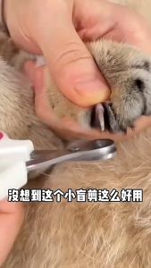 1x Cat Nail Clipper Easy-to-Use Cat Nail Clipper Cat Grooming Nail Care Clean 2mm Hole Cat Claw Trimmer Pet Nail Clipper For Cats