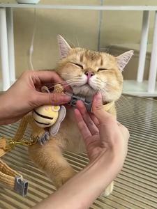 Cat Harness Leash Collar Set Adjustable Cartoon Bee Double Layer Dog Harness for Small Medium Pet Collar Leash Outdoor Walking