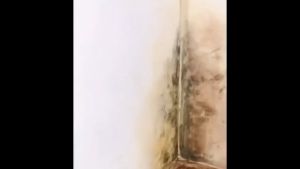 แบรนด์ใหญ่อเมริกา กำจัดเชื้อราอย่างรวดเร็ว ป้องกันการฟื้นฟู ใช้ในหลายสถานการณ์ 650ml สเปรย์กำจัดเชื้อรา น้ำยากำจัดเชื้อรา น้ำยาฆ่าเชื้อรา คราบเชื้อรา ยาเชื้อรา กันเชื้อรา ขจัดเชื้อรา ทาเชื้อรา กําจัดราดํา