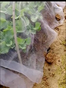 100m 60 Mesh Net Vegetable Protection Net Fruit Net White Plant Covers Firlar Insect Protection Netting 菜园防虫网大棚网