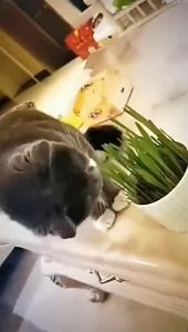 เมล็ด Catweed กับดินที่มีคุณค่าทางโภชนาการและกล่อง