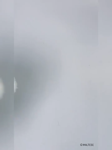 Maltese Colorful Daily Life Series Vinyl Plush Blind Box