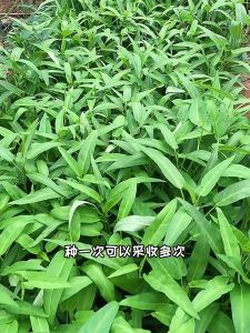 Chinese Kangkong Seeds /(100seeds) Upland Kang kong / Water Spinach Seeds