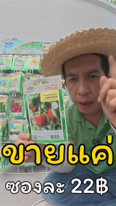 เมล็ดพันธุ์ ผักเจียไต๋ F1 ซองละ 22 บาท ซื้อ 5 แถม 1